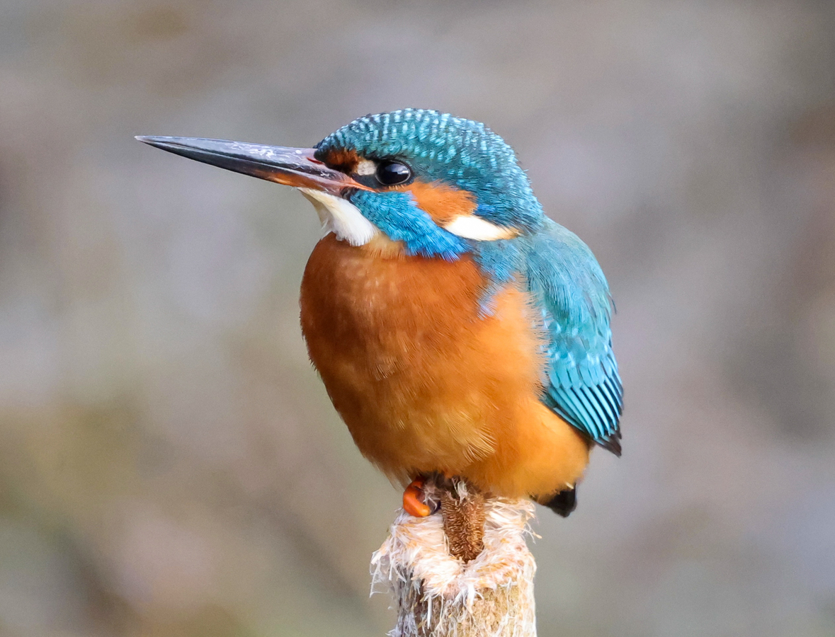 MH Female kingfisher sitting in wait 
